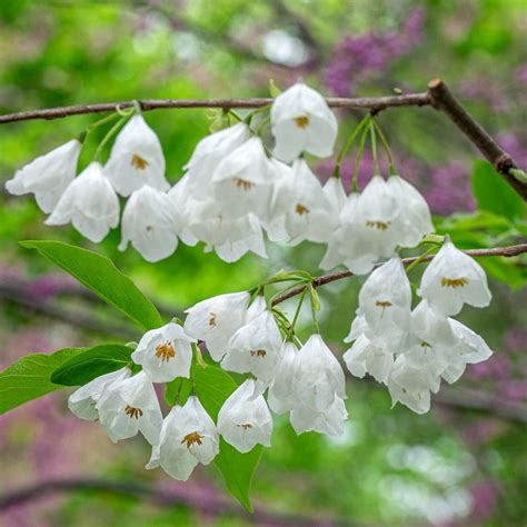 white flowering trees in pennsylvania|pennsylvania flowering tree identification.